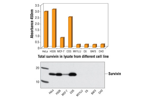  Image 1: PathScan® Total Survivin Sandwich ELISA Kit