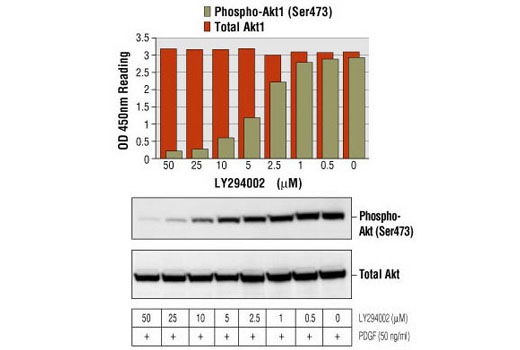  Image 1: PathScan® Total Akt1 Sandwich ELISA Kit