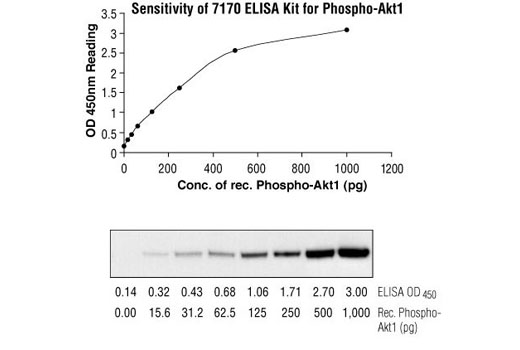  Image 2: PathScan® Total Akt1 Sandwich ELISA Kit