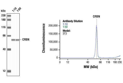  Image 1: PROTAC E3 Ligase Profiling Antibody Sampler Kit