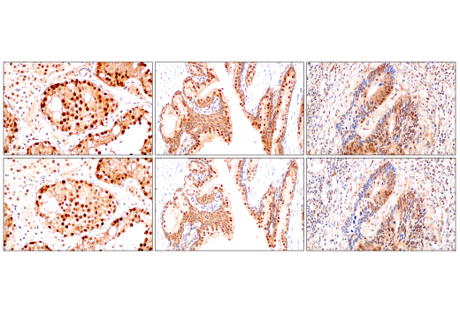 Immunohistochemistry Image 12: CRBN (D8H3S) Rabbit mAb