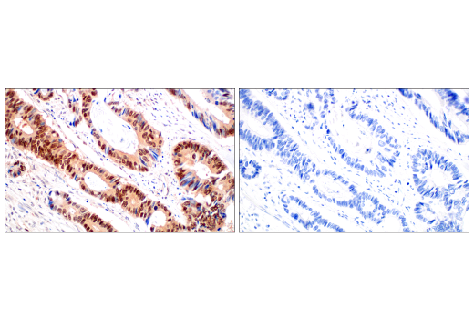 Immunohistochemistry Image 13: CRBN (D8H3S) Rabbit mAb