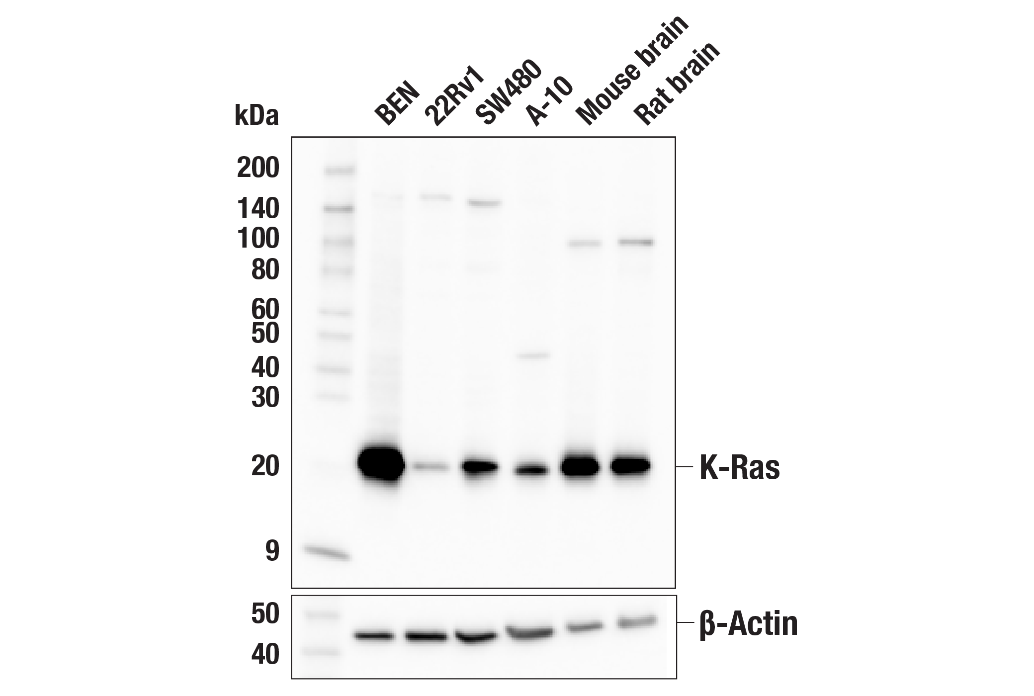 Western Blotting Image 2: K-Ras (E2M9G) Rabbit mAb