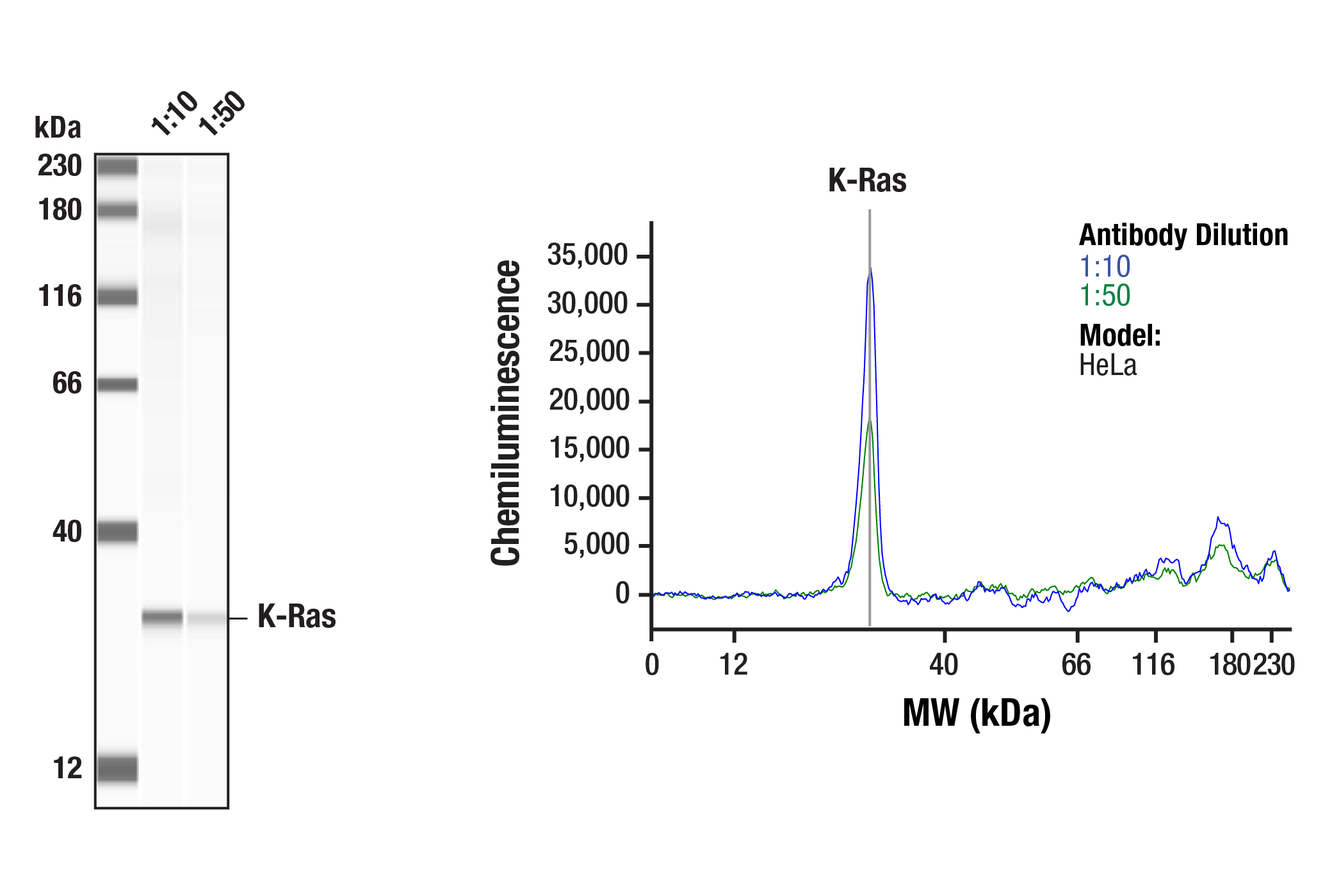 Western Blotting Image 3: K-Ras (E2M9G) Rabbit mAb