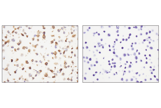 Immunohistochemistry Image 5: CXCR5 (D6L3C) Rabbit mAb