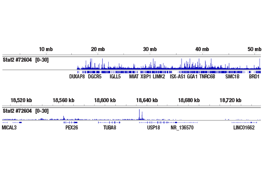  Image 45: IFN (Type I/III) Signaling Pathway Antibody Sampler Kit
