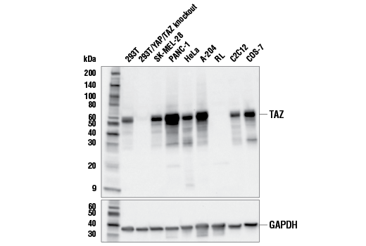 Western Blotting Image 1: TAZ (E9J5A) XP® Rabbit mAb