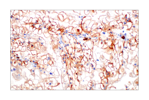 Immunohistochemistry Image 5: Glut1 (E4S6I) Rabbit mAb