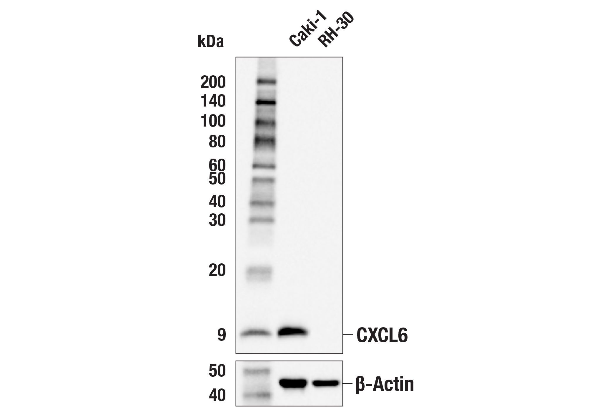 Western Blotting Image 1: CXCL6 (E6V8D) Rabbit mAb