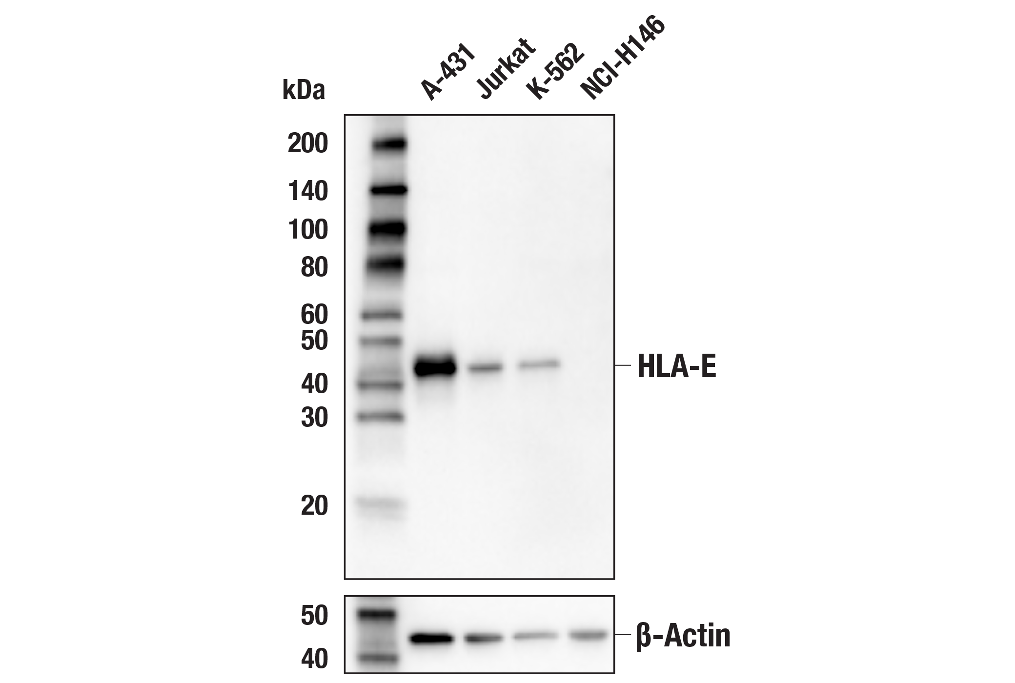 Western Blotting Image 1: HLA-E (MEM-E/02) Mouse mAb