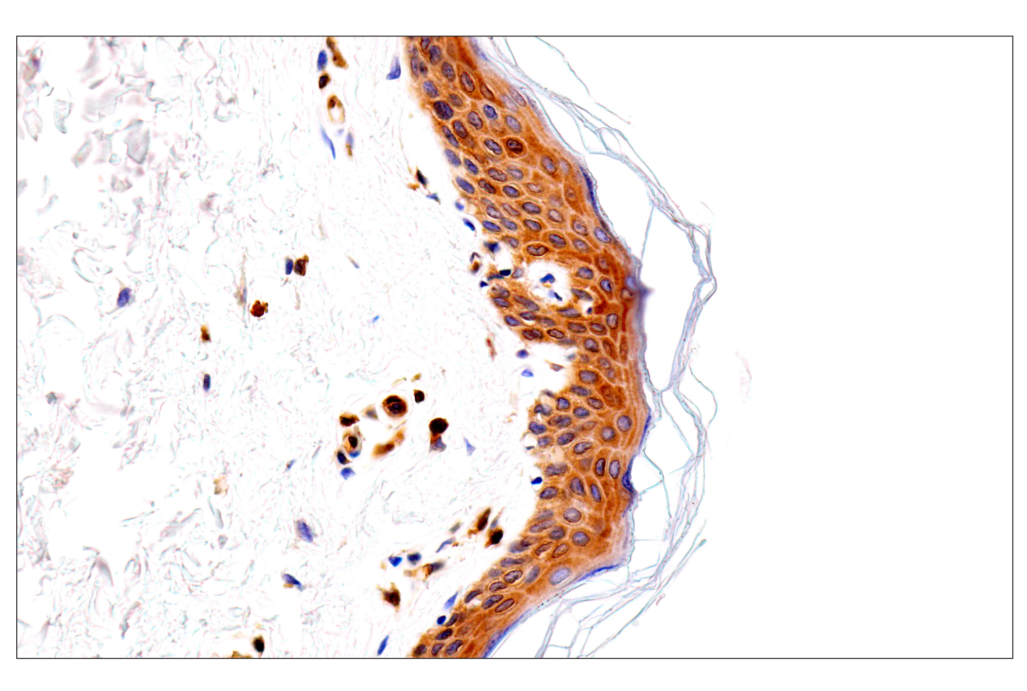 Immunohistochemistry Image 6: HLA-E (MEM-E/02) Mouse mAb