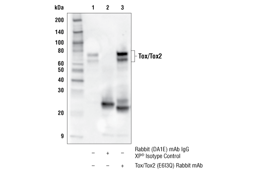  Image 29: Human Exhausted CD8+ T Cell IHC Antibody Sampler Kit