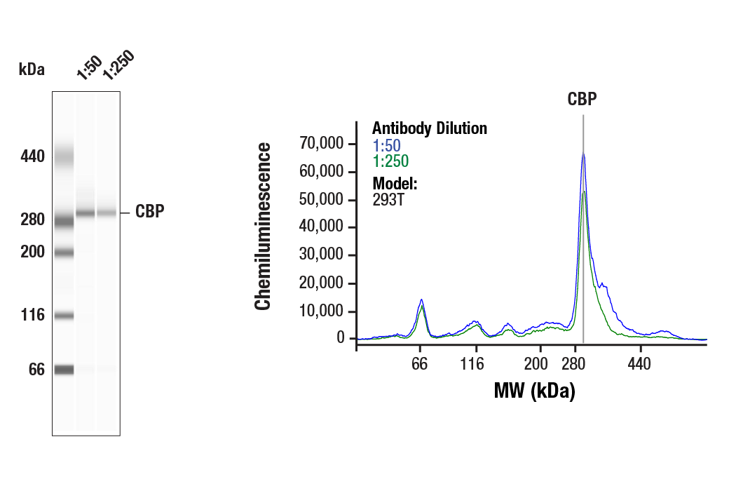  Image 6: PPARγ Regulated Fatty Acid Metabolism Antibody Sampler Kit