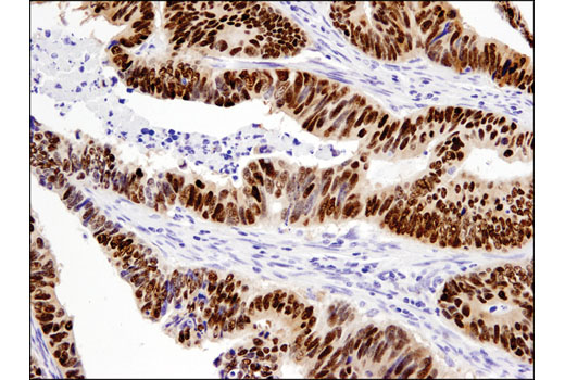 Immunohistochemistry Image 3: Sox9 (D8G8H) Rabbit mAb (BSA and Azide Free)