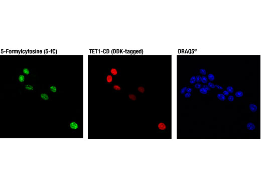  Image 5: DNA Cytosine Modification Antibody Sampler Kit