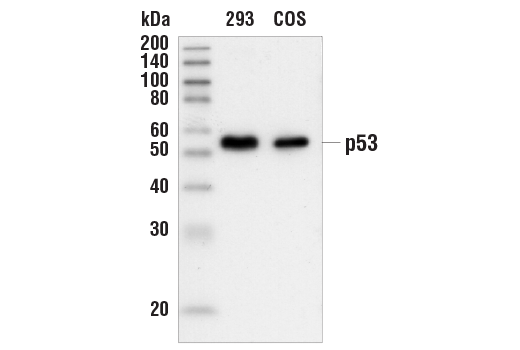 Western Blotting Image 1: p53 (7F5) Rabbit mAb (BSA and Azide Free)