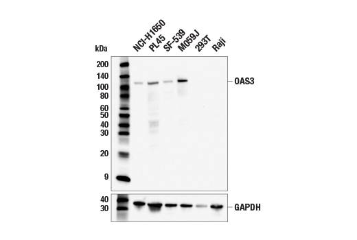 Western Blotting Image 1: OAS3 (E4X7Z) Rabbit mAb