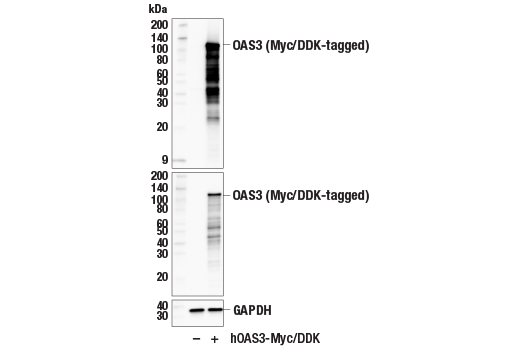 Western Blotting Image 2: OAS3 (E4X7Z) Rabbit mAb