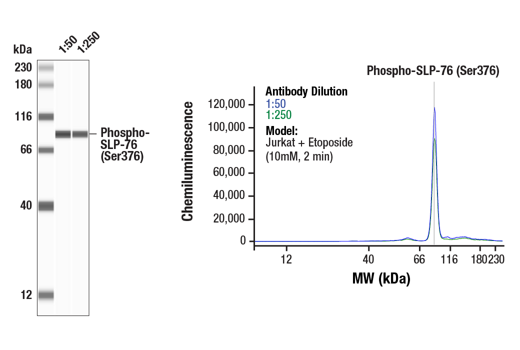 Western Blotting Image 3: Phospho-SLP-76 (Ser376) (E3G9U) XP® Rabbit mAb