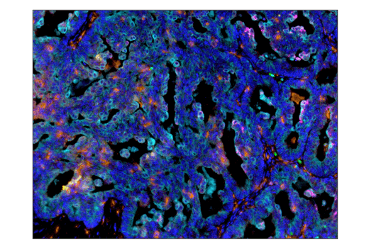  Image 49: Human Immune Cell Phenotyping IHC Antibody Sampler Kit