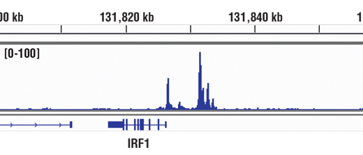  Image 38: IFN (Type I/III) Signaling Pathway Antibody Sampler Kit