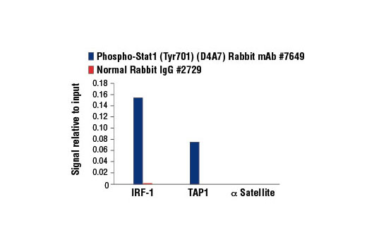  Image 46: IFN (Type I/III) Signaling Pathway Antibody Sampler Kit