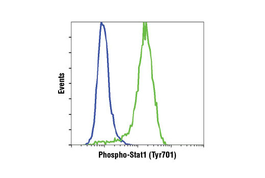  Image 24: IFN-γ Signaling Pathway Antibody Sampler Kit