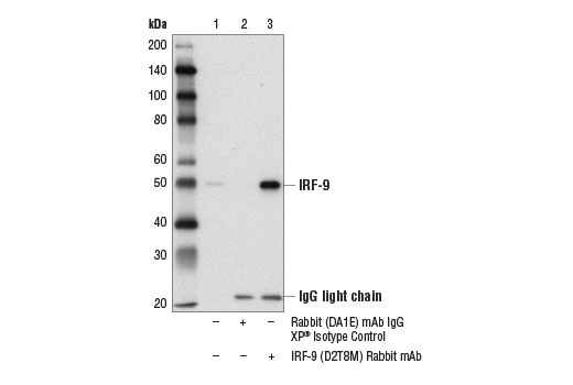  Image 33: IFN (Type I/III) Signaling Pathway Antibody Sampler Kit