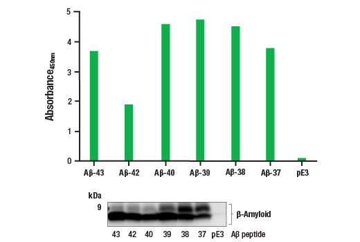  Image 1: PathScan® RP β-Amyloid Sandwich ELISA Kit