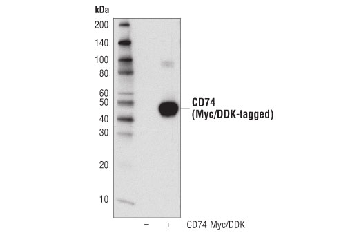 Western Blotting Image 2: CD74 (D5N3I) XP® Rabbit mAb (BSA and Azide Free)