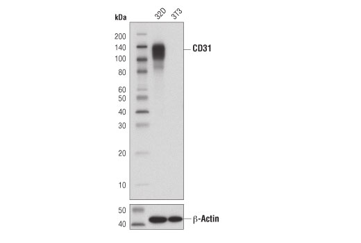 Western Blotting Image 1: CD31 (PECAM-1) (D8V9E) XP® Rabbit mAb