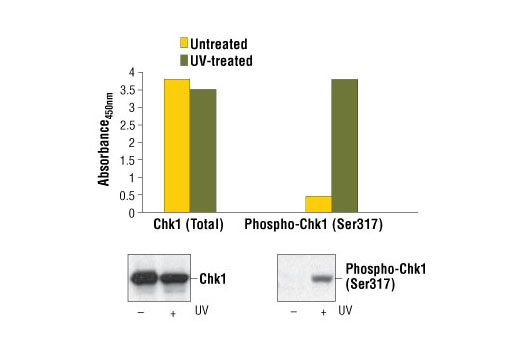  Image 1: PathScan® Phospho-Chk1 (Ser317) Sandwich ELISA Kit