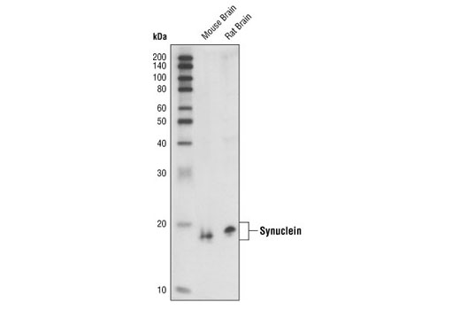 Western Blotting Image 1: α/β-Synuclein (Syn205) Mouse mAb (BSA and Azide Free)