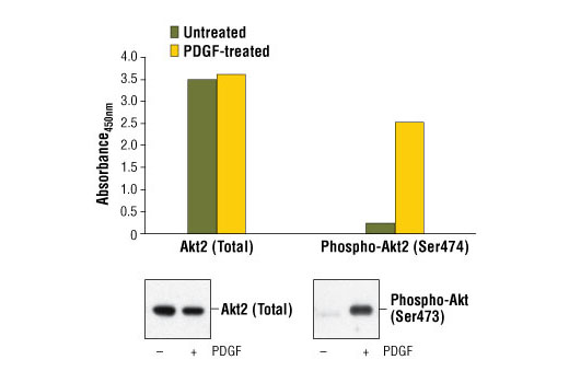  Image 1: PathScan® Total Akt2 Sandwich ELISA Kit