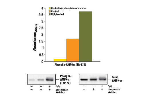  Image 1: PathScan® Phospho-AMPKα (Thr172) Sandwich ELISA Kit