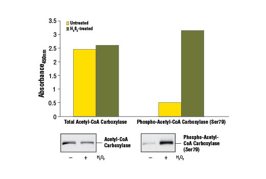  Image 1: PathScan® Total Acetyl-CoA Carboxylase Sandwich ELISA Kit