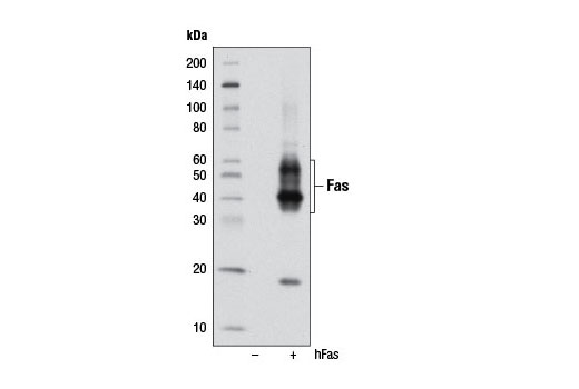 Western Blotting Image 1: Fas (4C3) Mouse mAb