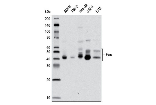 Western Blotting Image 2: Fas (4C3) Mouse mAb