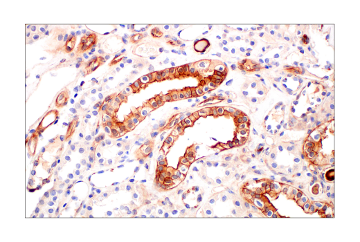 Immunohistochemistry Image 8: Phospho-Tyrosine Mouse mAb (P-Tyr-100) (BSA and Azide Free)