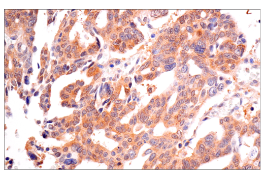 Immunohistochemistry Image 8: VHL (E3X9K) Rabbit mAb