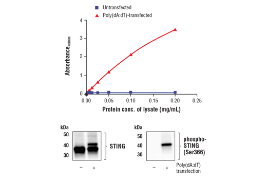  Image 1: FastScan™ Phospho-STING (Ser366) ELISA Kit