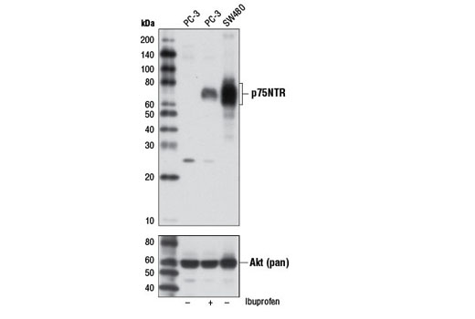 Western Blotting Image 1: p75NTR (D4B3) XP® Rabbit mAb (BSA and Azide Free)