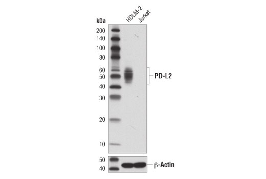 Western Blotting Image 1: PD-L2 (D7U8C™) XP® Rabbit mAb