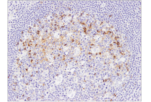 Immunohistochemistry Image 3: PD-L2 (D7U8C™) XP® Rabbit mAb