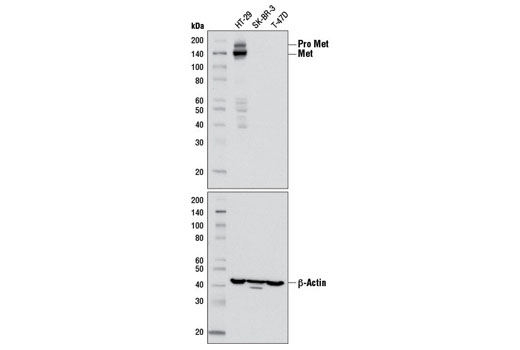 Western Blotting Image 1: Met (D1C2) XP® Rabbit mAb (BSA and Azide Free)