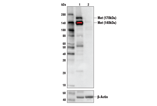 Western Blotting Image 2: Met (D1C2) XP® Rabbit mAb (BSA and Azide Free)