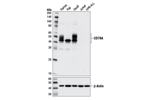 Western Blotting Image 2: CD79A (D1X5C) XP® Rabbit mAb (BSA and Azide Free)