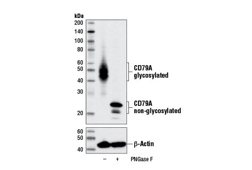 Western Blotting Image 1: CD79A (D1X5C) XP® Rabbit mAb (BSA and Azide Free)