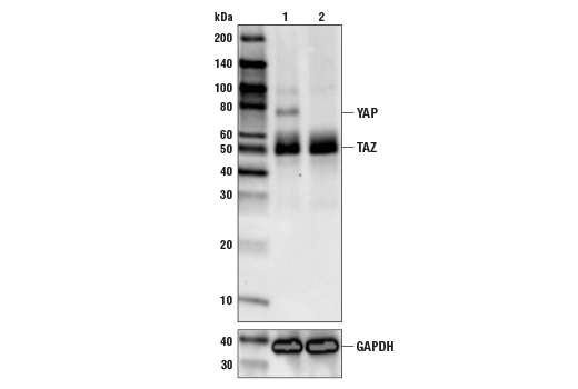 Western Blotting Image 2: YAP/TAZ (D24E4) Rabbit mAb