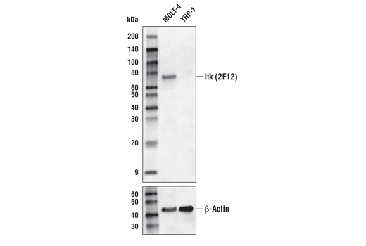 Western Blotting Image 1: Itk (2F12) Mouse mAb (Biotinylated)